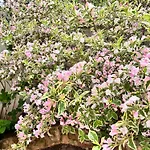 Historic Old Town Mona Location 아파트 *